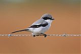 Loggerhead Shrike